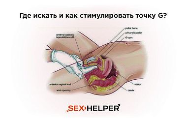 * Где искать и как ласкать точку G