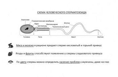 Интимная инфографика №1 - Сперма